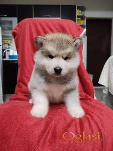 Aljaski malamut štenci